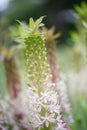 Pineapple flower, Eucomis pole-evansii, white flowers and buds on spike